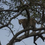 Leopard in a tree Leopard in a tree