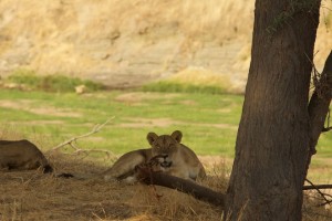 An alert lioness A lioness starts as we arrive on the banks of the Ruaha River