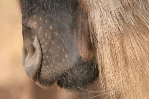 Gnu wildebeest close up