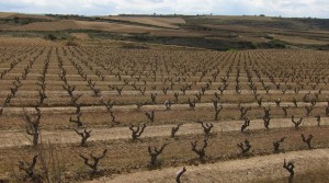 A Riojan vineyard