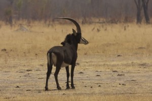 Sable antelope bull