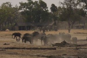 Elephant around the waterhole in front of camp