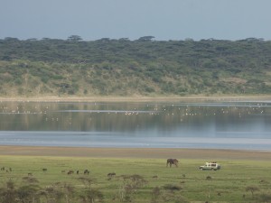 Watching a bull elephant IMG_3199 - Version 2