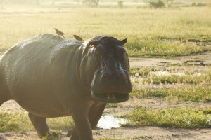 Bull hippo out of water Bull hippo out of water