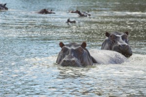 Hippos in a pool Hippos in a pool