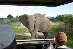 Watching an elephant pass Watching an elephant pass