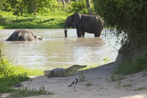 Bull elephants and a crocodile IMG_5362