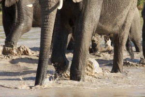 A herd sloshing through water IMG_5408