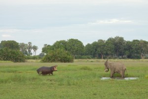 Hippo threatens an elephant Hippo threatens an elephant
