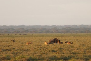 Hyaena kill IMG_8268