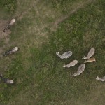 Zebra from above IMG_8430