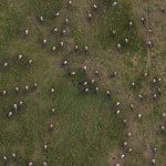 Animals from above IMG_8432