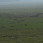 A line of wildebeest IMG_8694