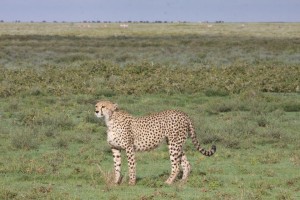Skilled mother cheetah Skilled mother