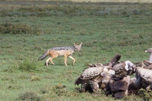 Jackals arrive Jackals arrive