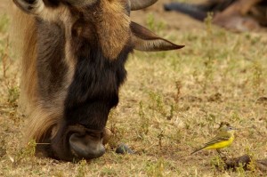 Gnu and Yellow Wagtail Gnu and Yellow Wagtail