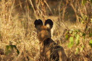 African Wild Dog IMG_1827