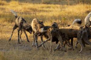 Greeting Ceremony IMG_1845
