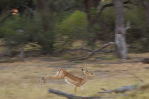 Impala escaping Impala escaping