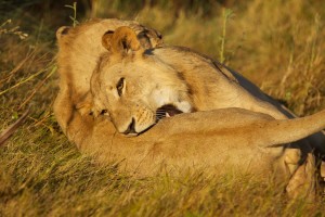 Playing young lions Playing young lions