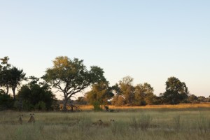 The hunt of the lechwe begins IMG_2282