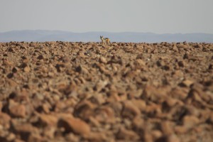 Rocks and a jackal Rocks