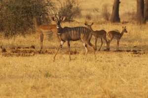 Rare sight of lesser kudu in the open lesser kudu in the open with impala behind