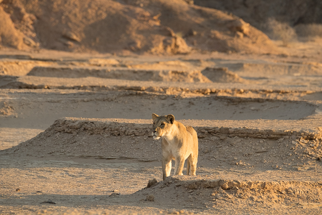 Desert lioness (2018)