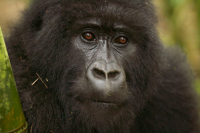 Gorillas, hardship and luxury in Rwanda