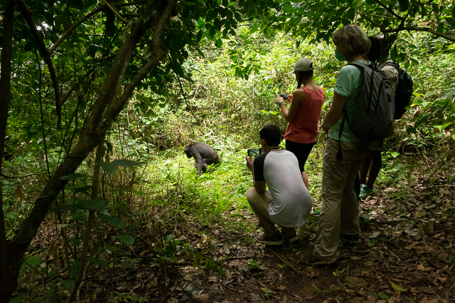 Watching chimpanzees