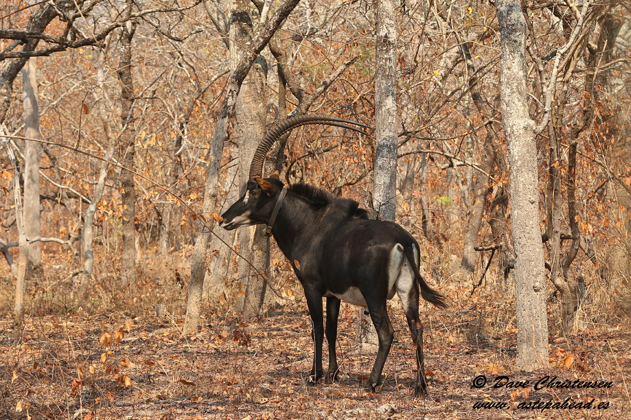 Giant Sable In Angola