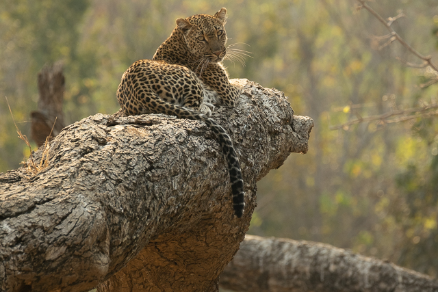 large spotted cat