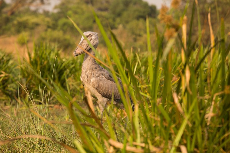 Shoebill